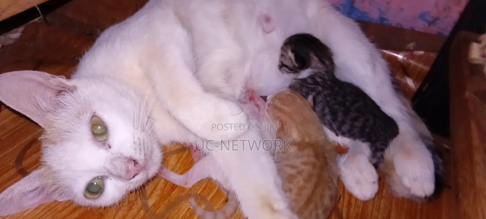 0-1 month Female Mixed Breed Cat
