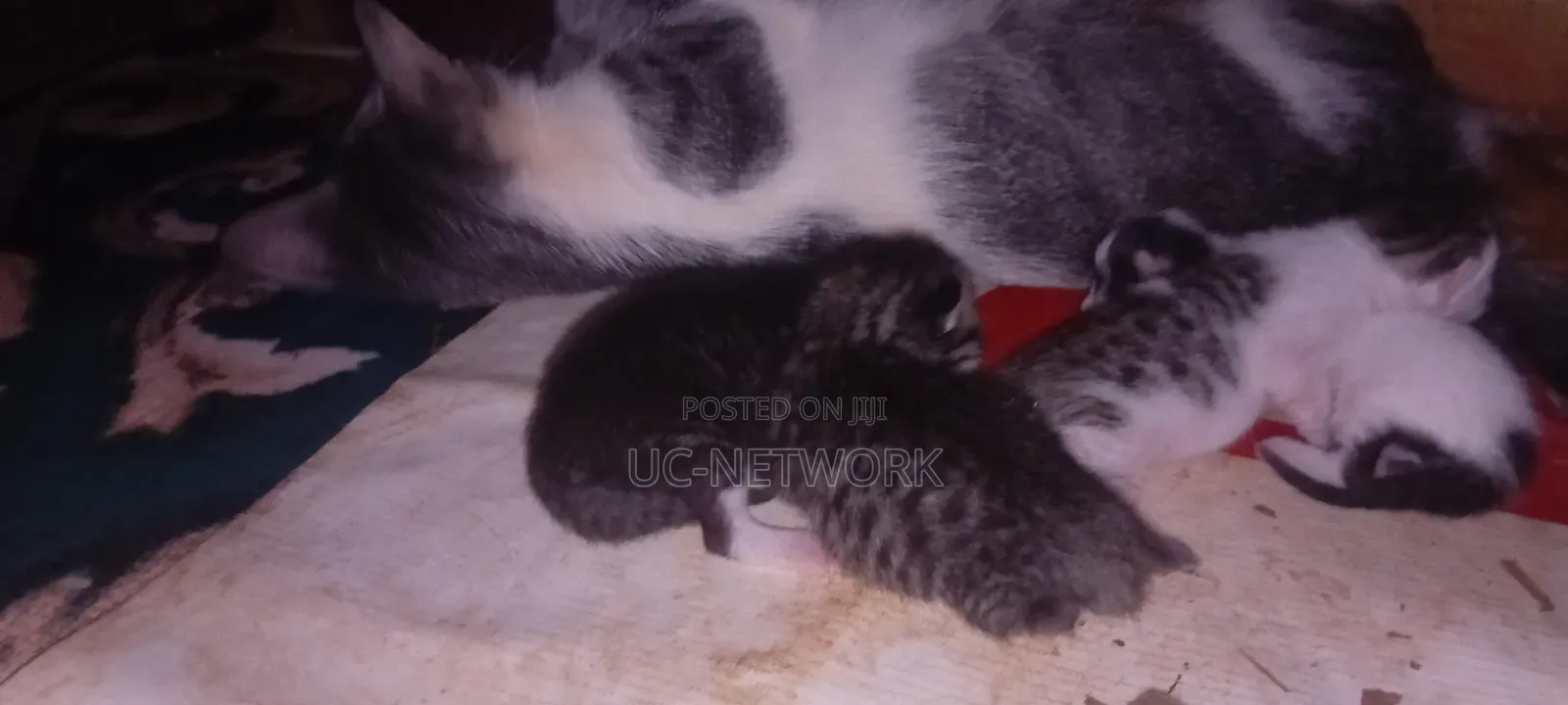0-1 month Female Mixed Breed Cat