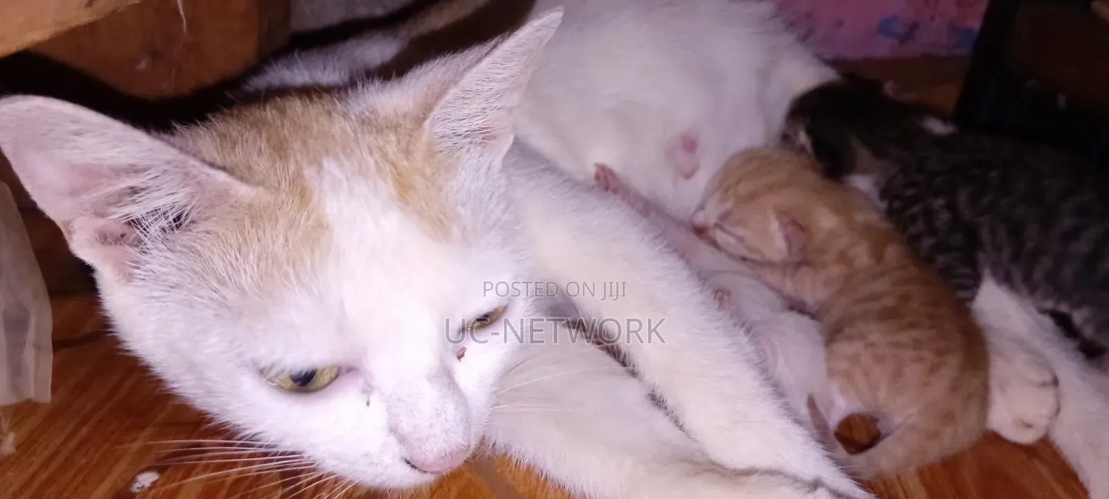 0-1 month Female Mixed Breed Cat