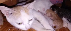 0-1 month Female Mixed Breed Cat