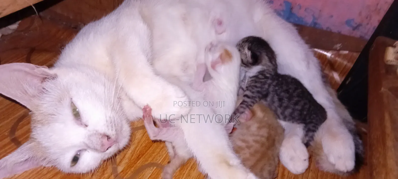 0-1 month Female Mixed Breed Cat