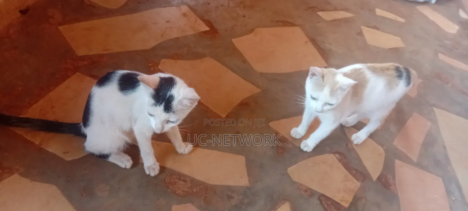 0-1 month Female Mixed Breed Cat