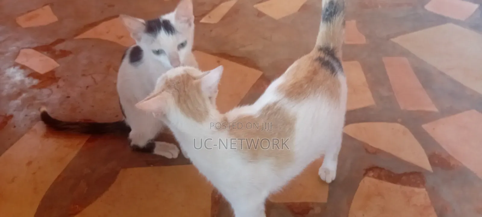 0-1 month Female Mixed Breed Cat