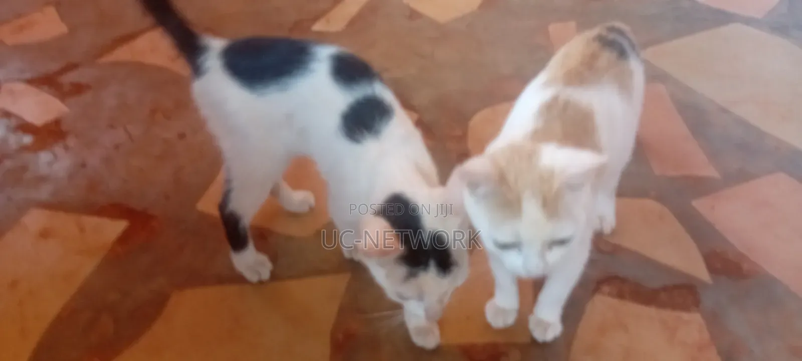 0-1 month Female Mixed Breed Cat