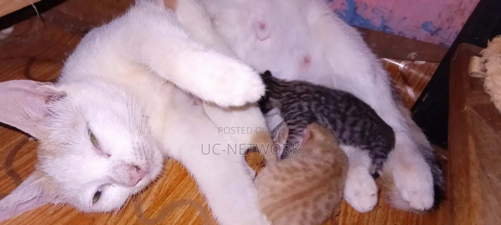 0-1 month Female Mixed Breed Cat