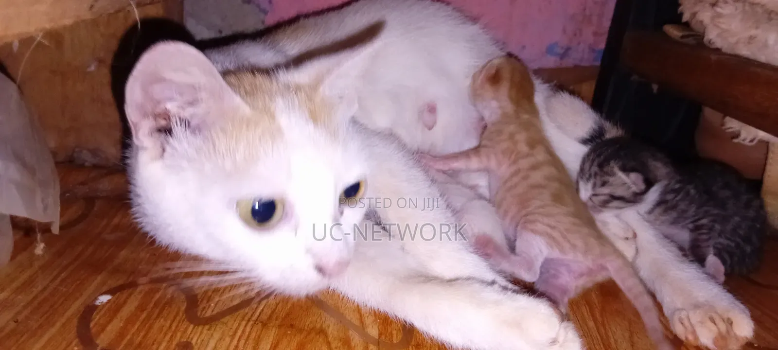 0-1 month Female Mixed Breed Cat