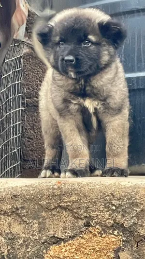 1-3 months Male Purebred Caucasian Shepherd