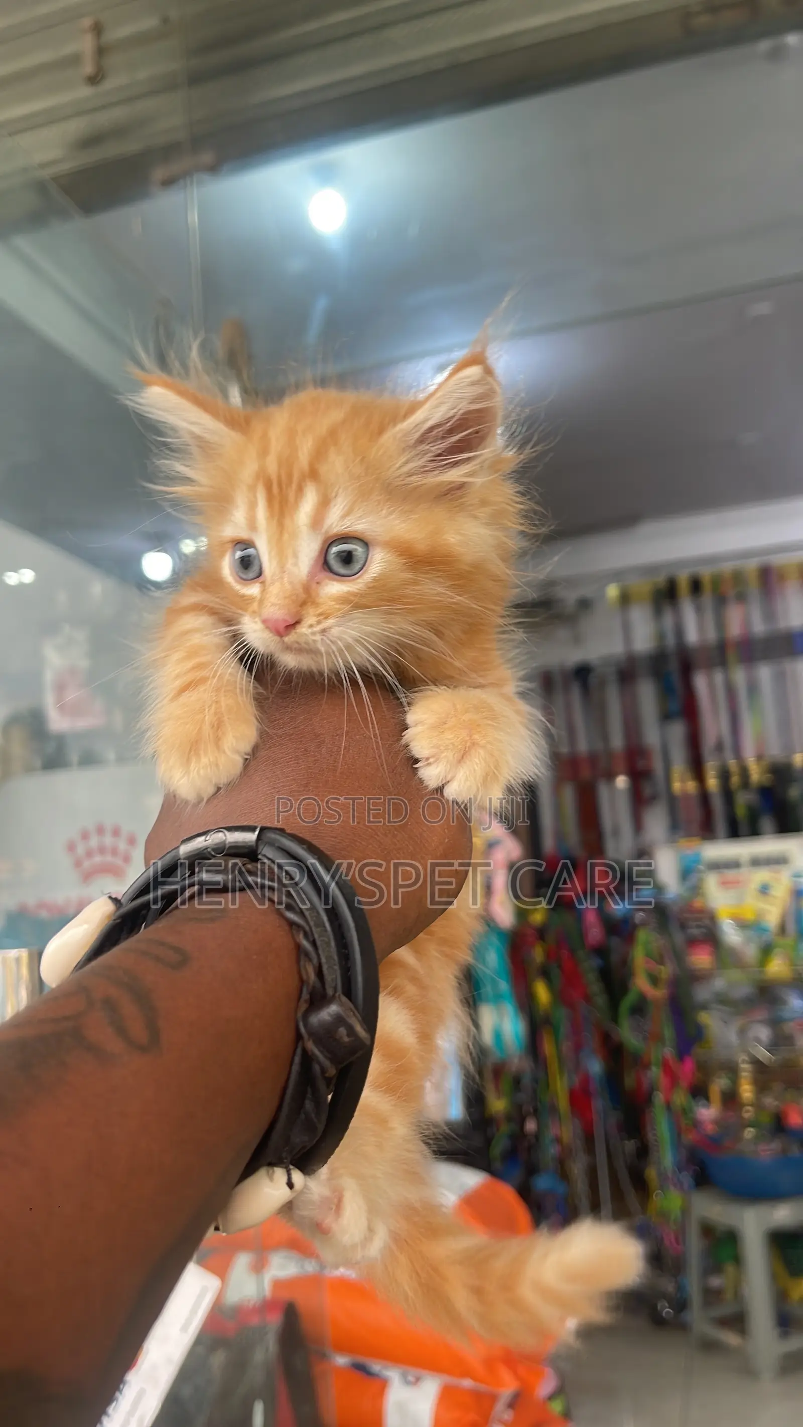 1-3 months Male Purebred Maine Coon