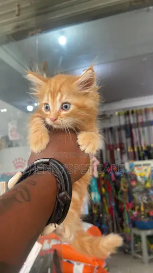1-3 months Male Purebred Maine Coon