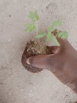 Tomatoes Seedlings