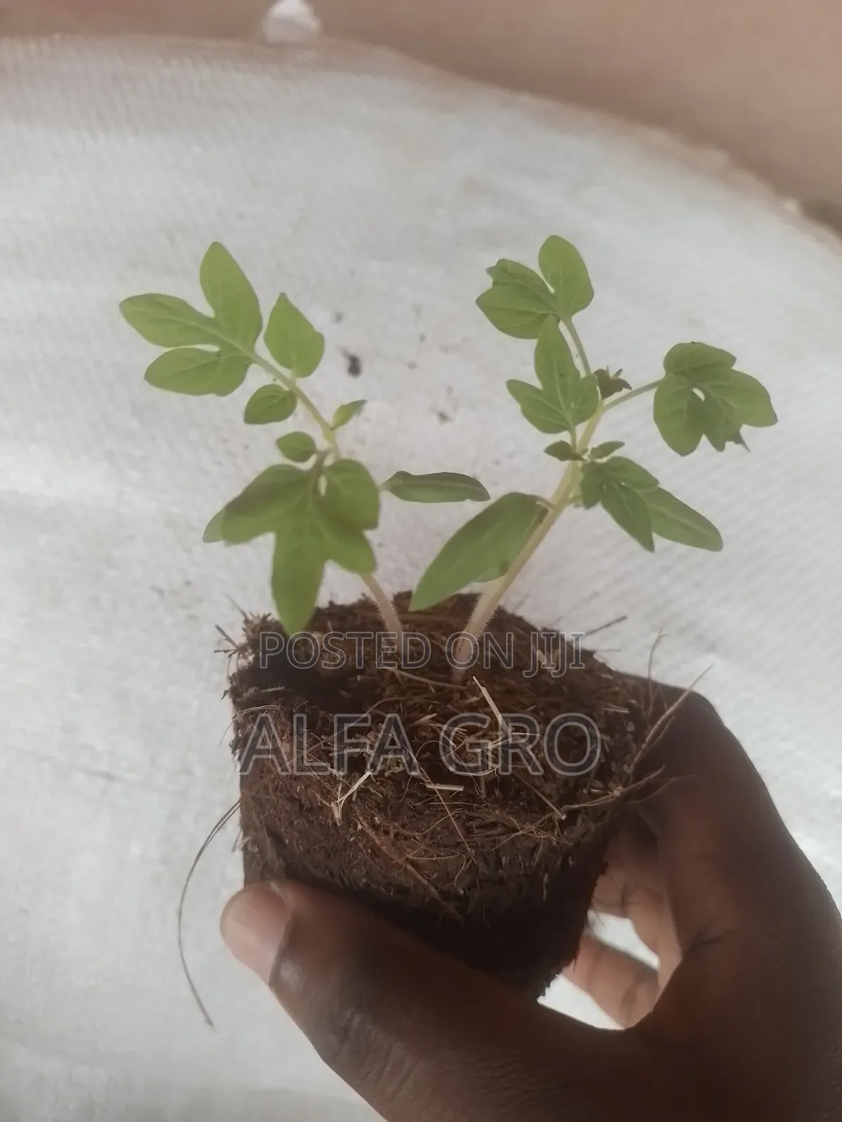 Tomatoes Seedlings