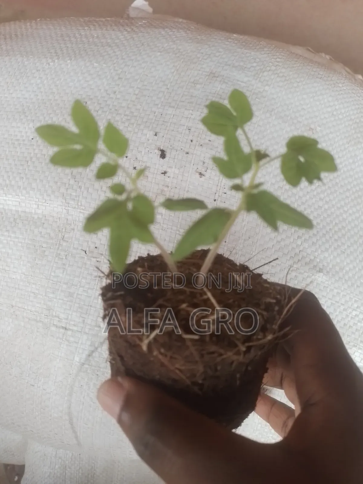 Tomatoes Seedlings