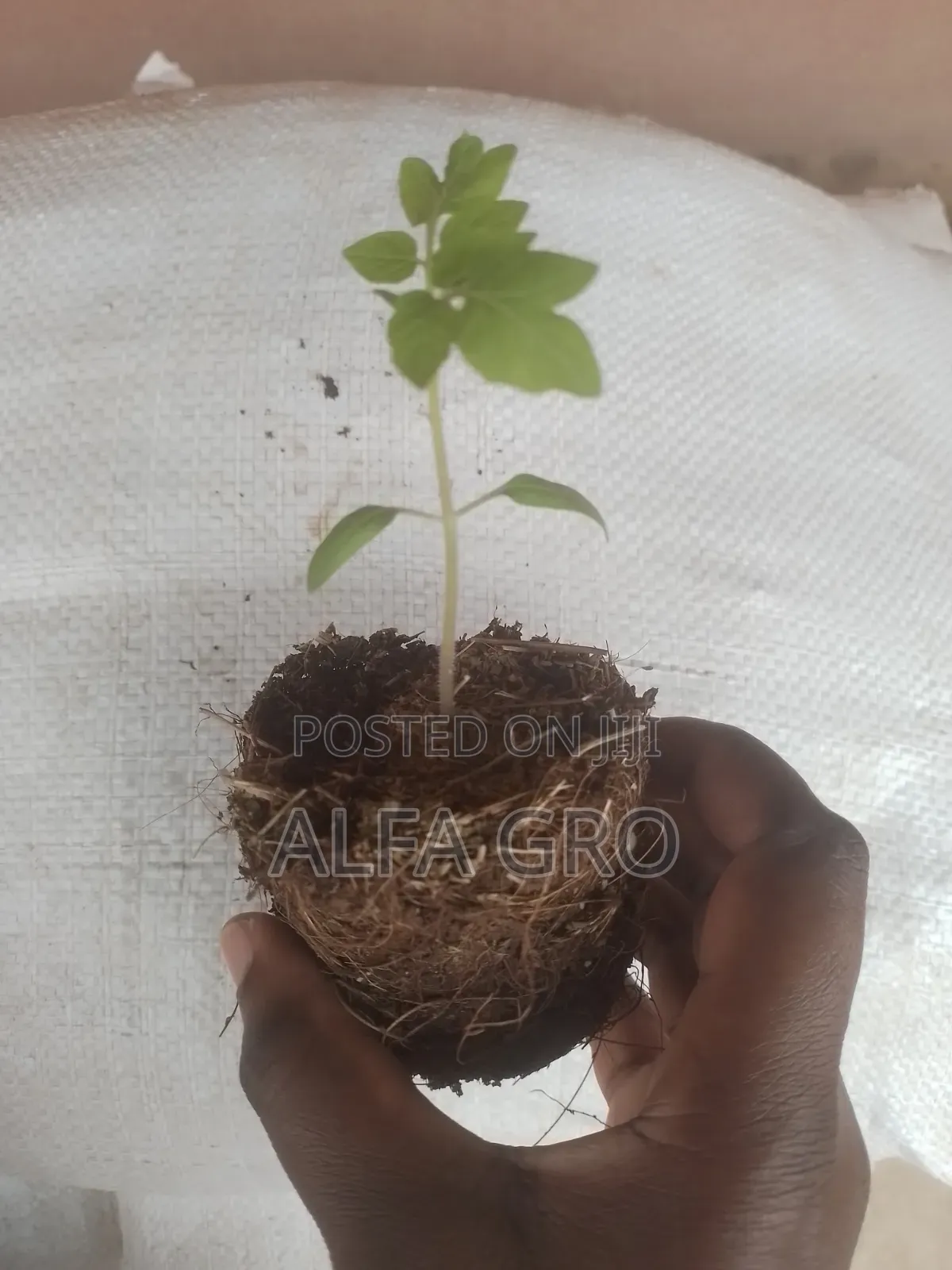 Tomatoes Seedlings