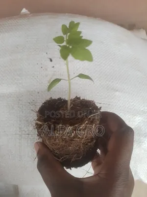 Tomatoes Seedlings