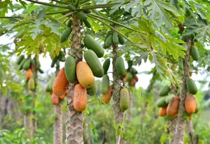 Maradol Papaya Plant