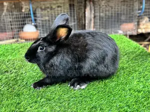Mature Does Rabbits for Breeding