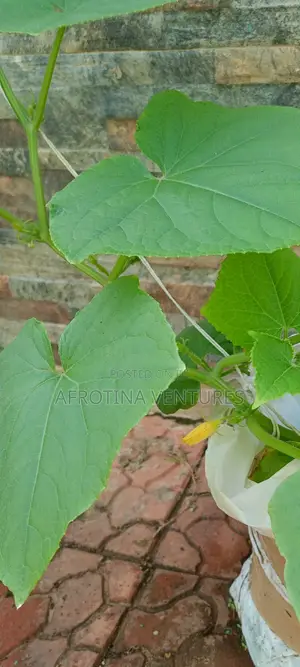 Vegetable Farm Worker - In Accra - Free Accomodation