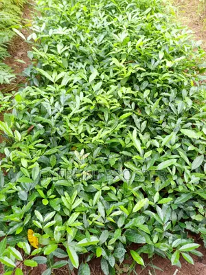 Teak, Mahogany, Acacia, Cashew, Shea, Kapok, Baobab