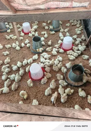 Mojo Farms