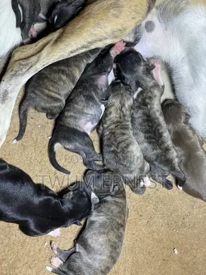 0-1 month Female Mixed Breed Dog