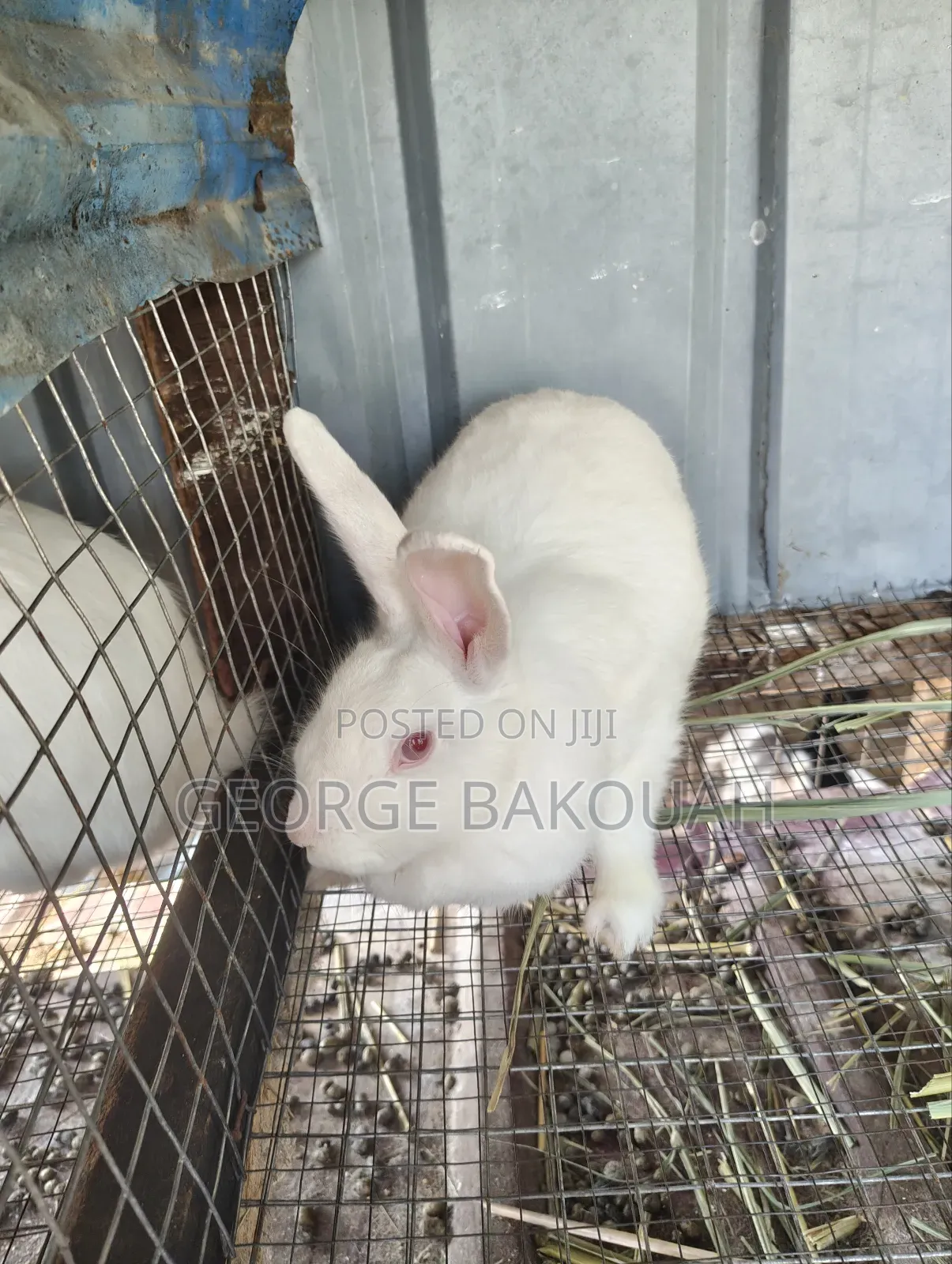 Rabbits For Sale