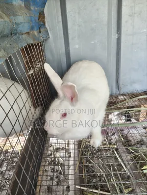 Rabbits For Sale