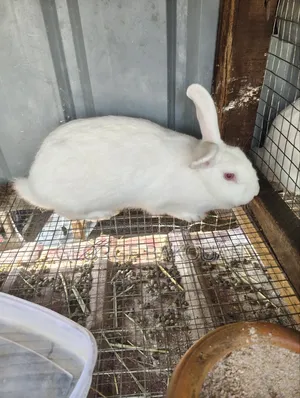 Rabbits For Sale