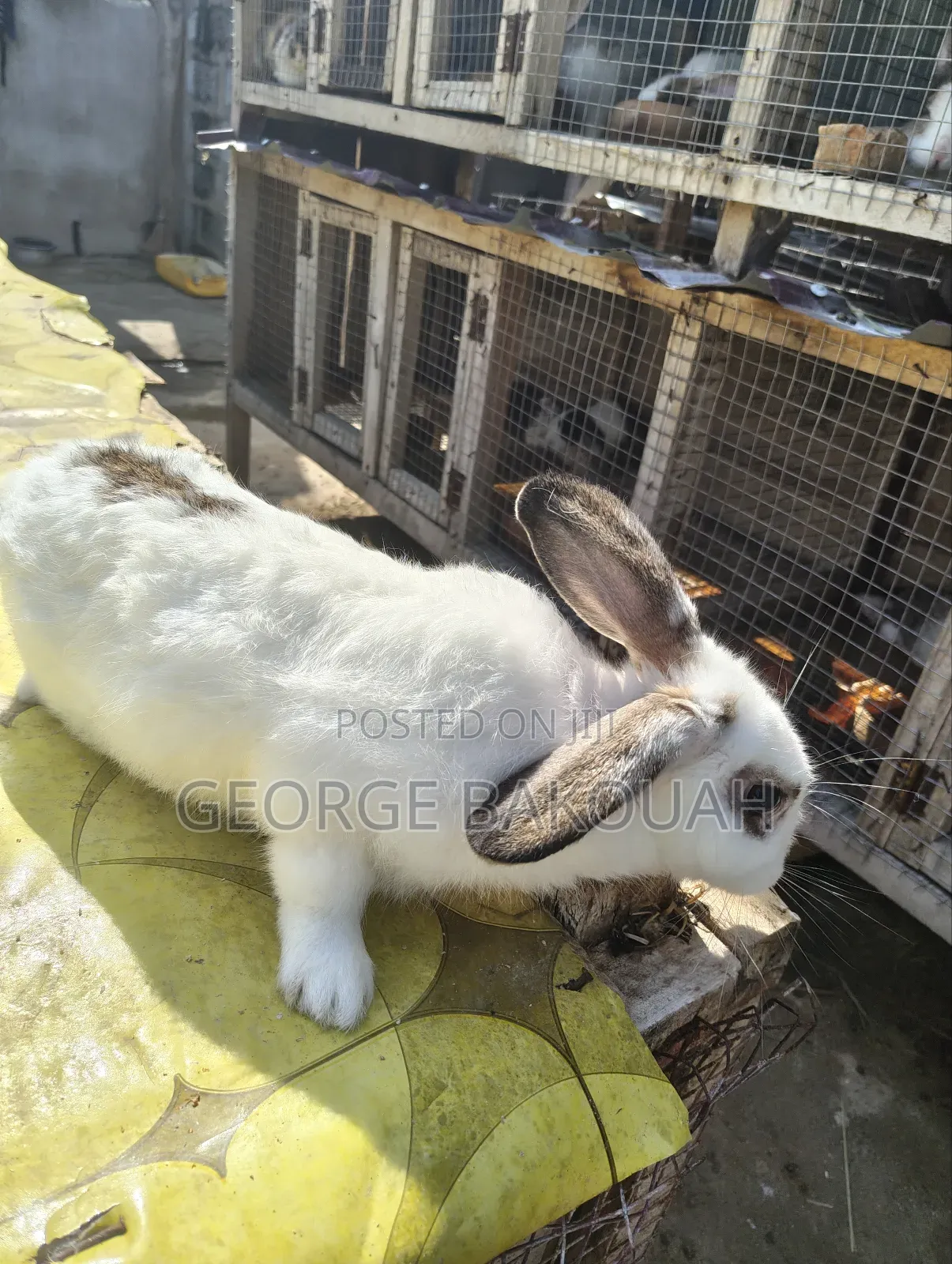 Rabbits For Sale
