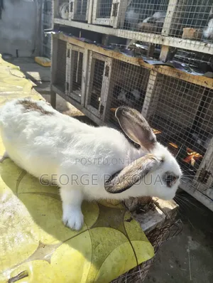 Rabbits For Sale