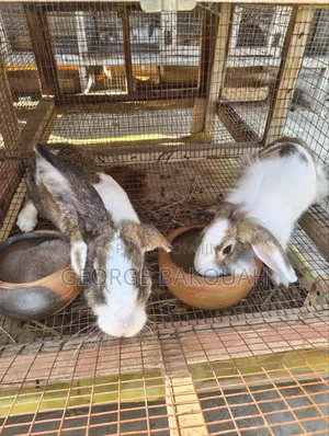 Rabbits For Sale