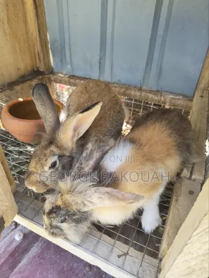 Rabbits For Sale