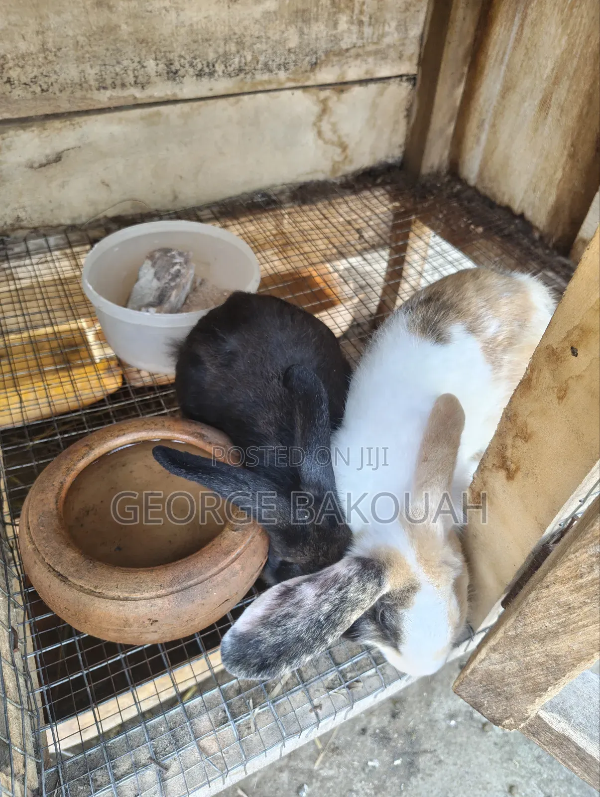 Rabbits For Sale