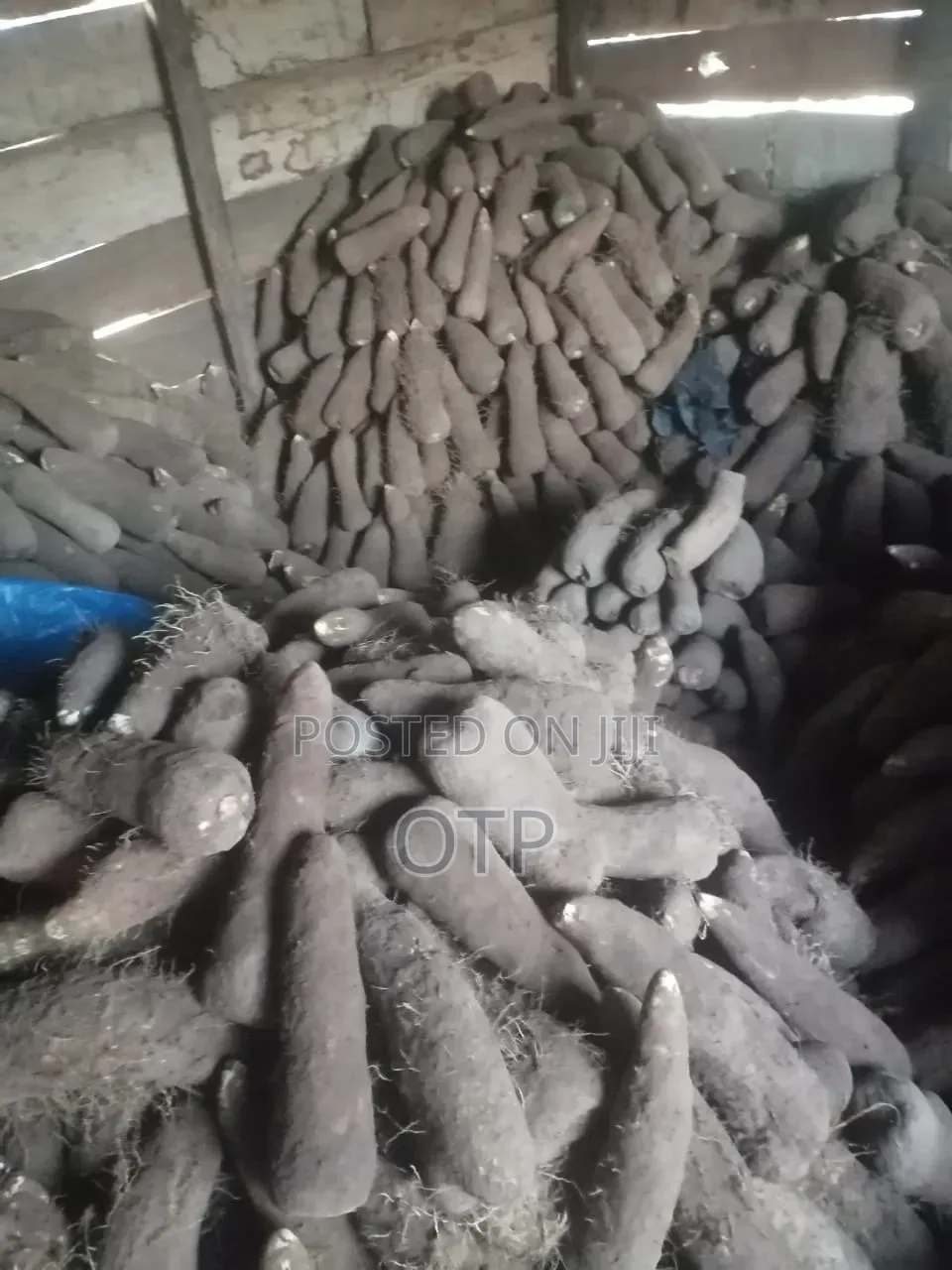 Premium Wholesale White Yam –Fresh From Northern Brong Ahafo Regions