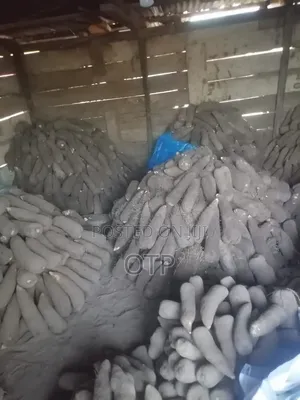 Premium Wholesale White Yam –Fresh From Northern Brong Ahafo Regions