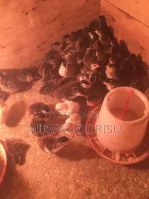 Day Old Guinea Keets for Sale