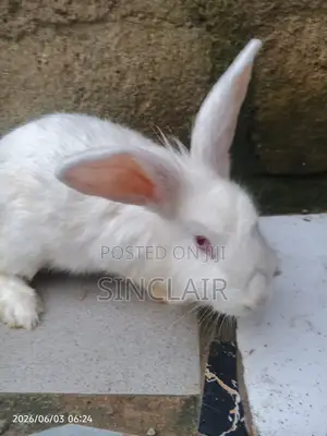 Healthy and Affordable Rabbits
