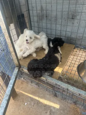 1-3 months Female Purebred Maltese