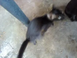 3-6 months Female Mixed Breed Cat
