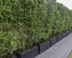 Shrub Bamboo for Workplace Deco and Fencing
