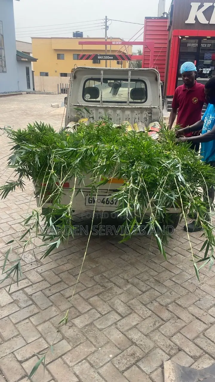 Shrub Bamboo for Workplace Deco and Fencing