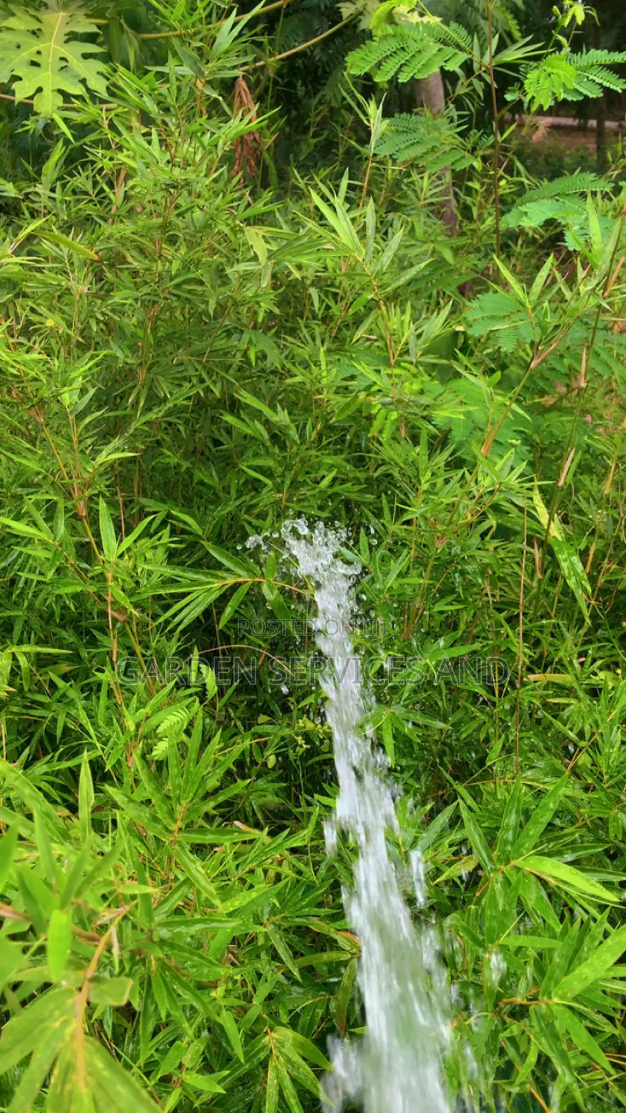 Shrub Bamboo for Workplace Deco and Fencing