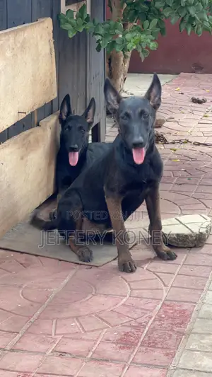 3-6 months Female Purebred Belgian Malinois