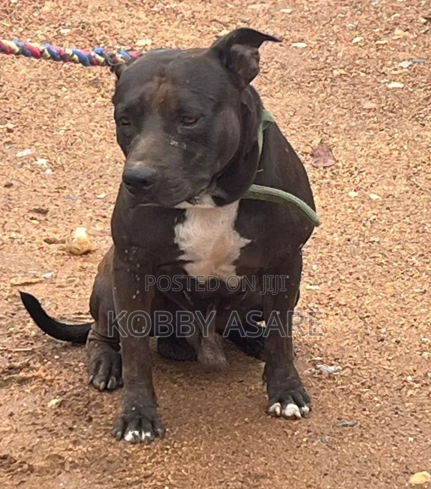 1+ year Male Purebred American Pit Bull Terrier
