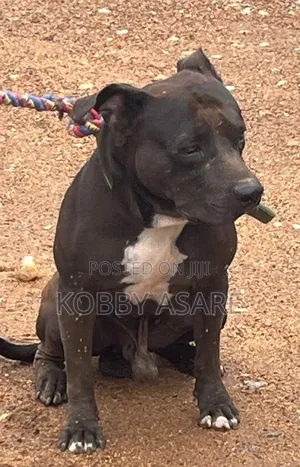 1+ year Male Purebred American Pit Bull Terrier