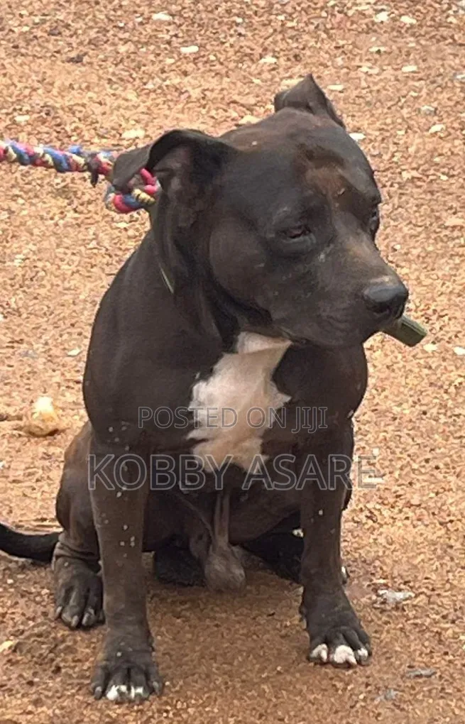 1+ year Male Purebred American Pit Bull Terrier