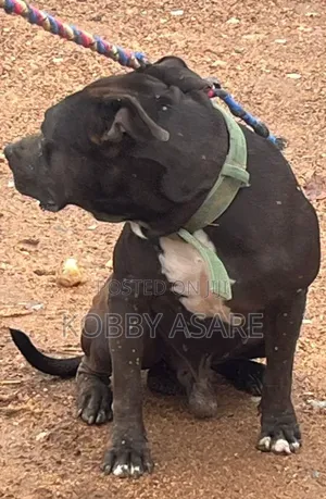 1+ year Male Purebred American Pit Bull Terrier