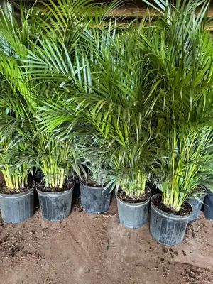 Mature Palms for Modern Planter and Luxury Landscaping