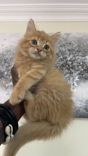 1-3 months Male Purebred Maine Coon