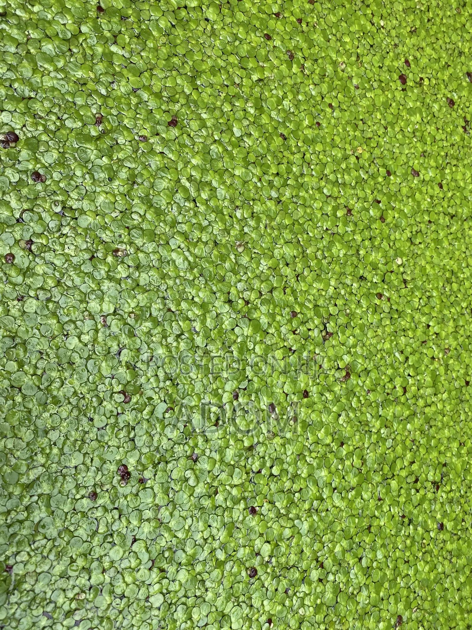 Fresh and Dried Duckweed Feed