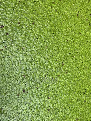 Fresh and Dried Duckweed Feed